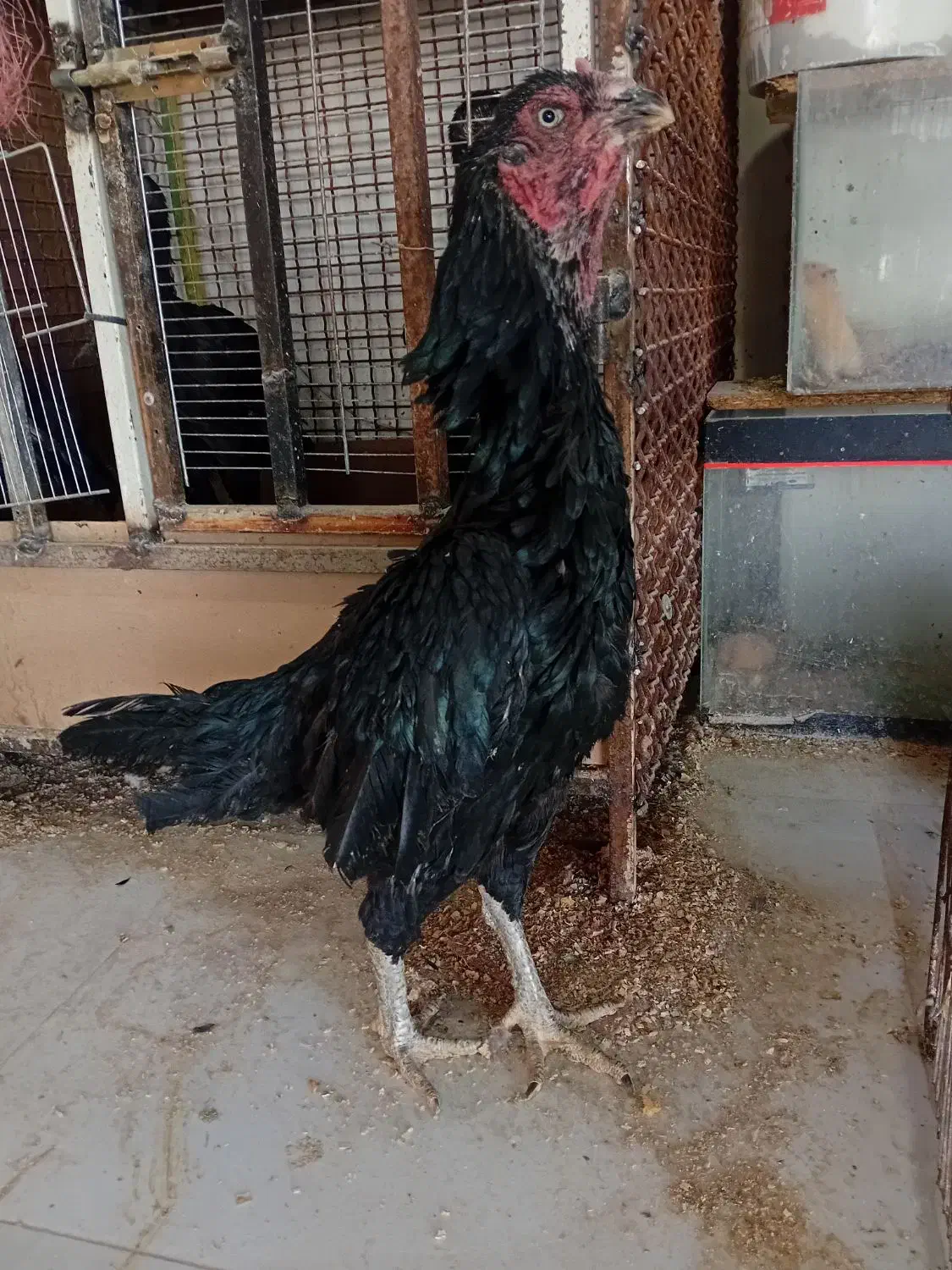 خروس و مرغ لاری دونگ بالا افغان..در رباط کریم|حیوانات مزرعه|تهران, بوستان ولایت|دیوار