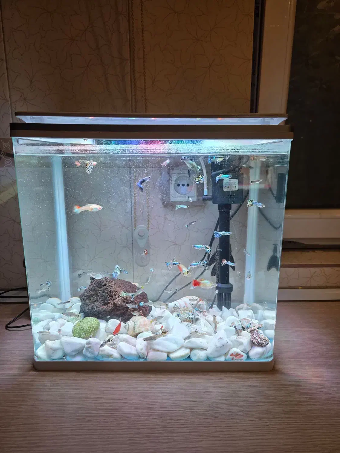 اکواریوم|ماهی|ری, دولت‌آباد|دیوار