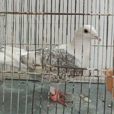 کبوتر پشت گراف ماده کفتر|پرنده|مشهد, شهید فرامرز عباسی|دیوار