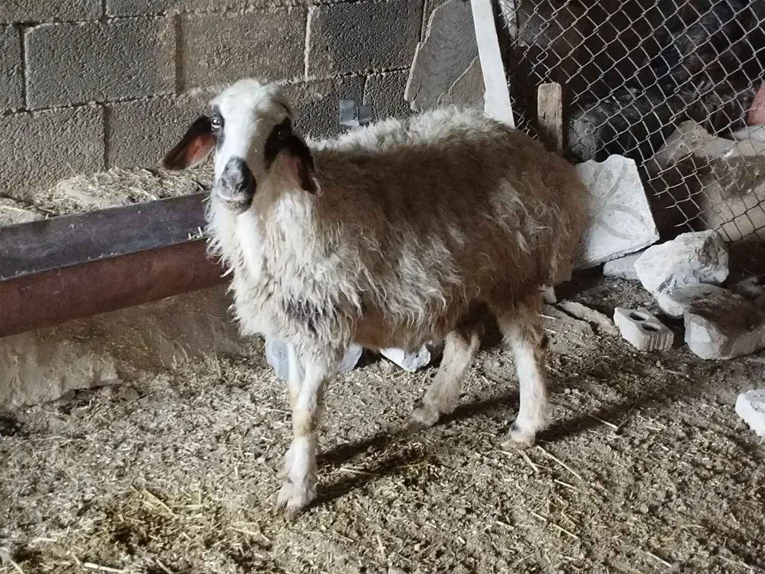 بز دوقولوزا با جفت کهره نر  شیشک زه نکرده آبستن|حیوانات مزرعه|مرودشت, علی‌آباد‎|دیوار