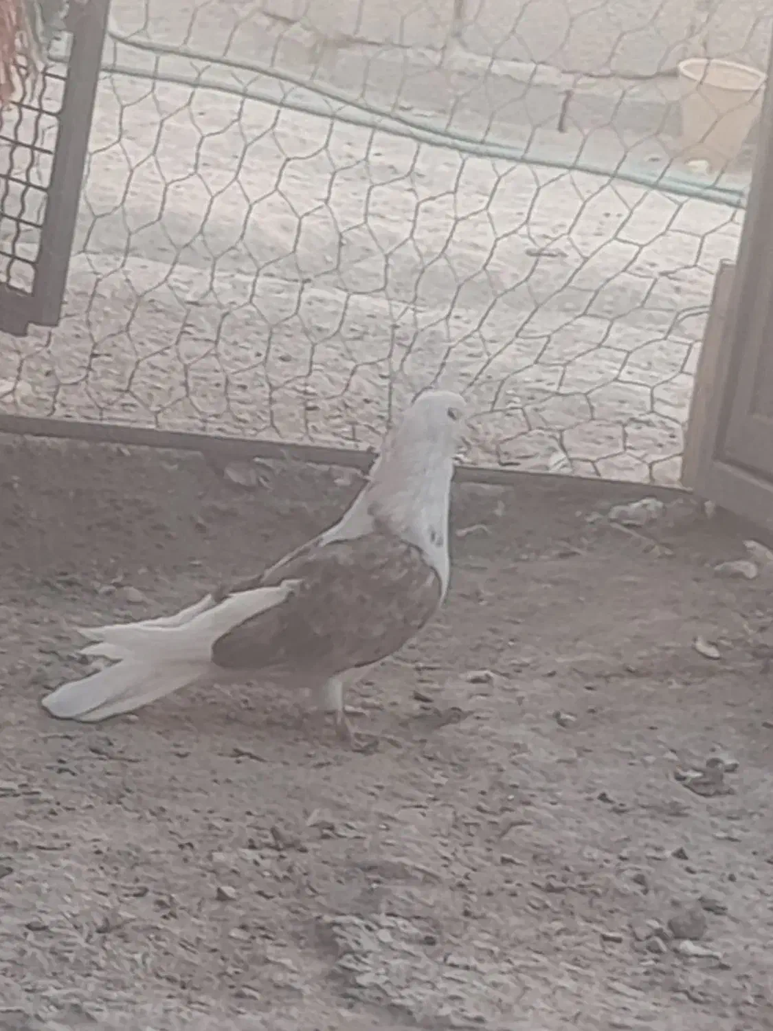 کبوتر|پرنده|بافت, |دیوار