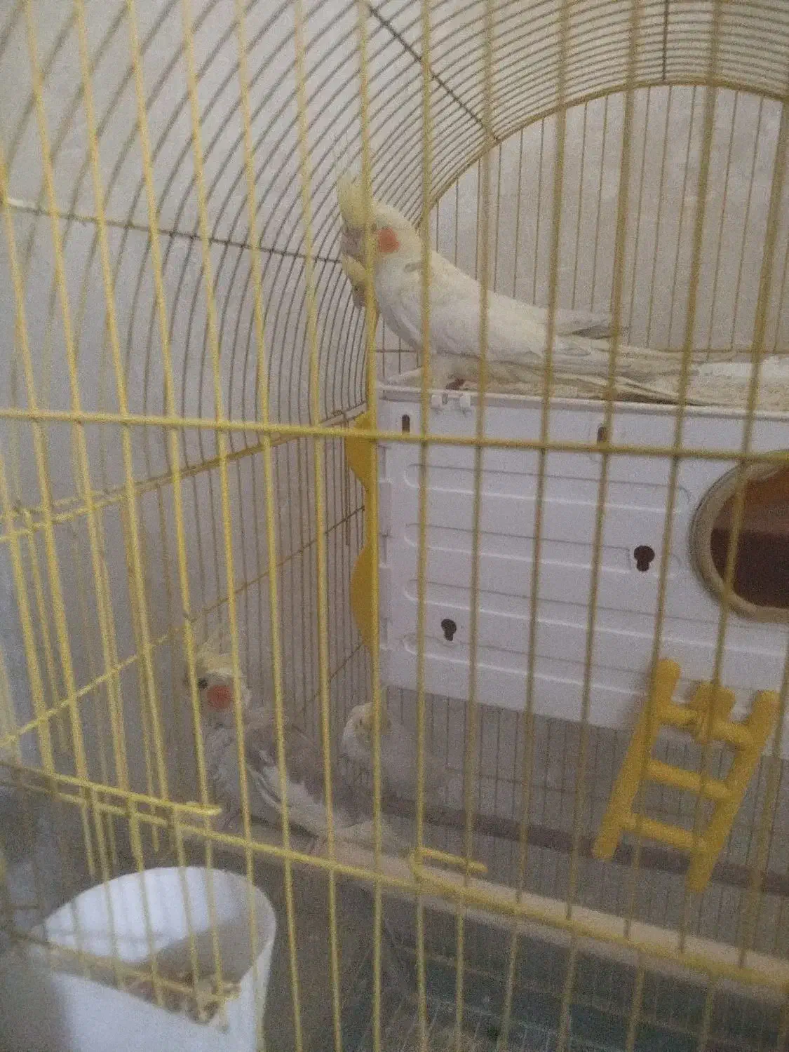 عروس هلندی آلبینو و ماده|پرنده|شیراز, شهرک مفتح|دیوار