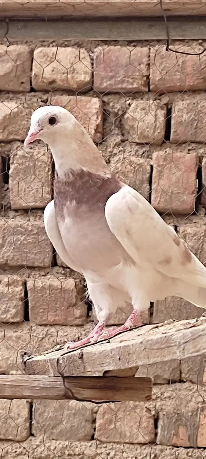 کفتر پرشی|پرنده|ساوه, |دیوار