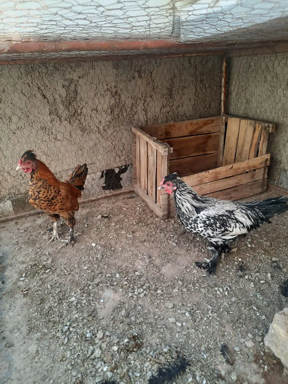 مرغ و خروس گلین ۴ ماهه|حیوانات مزرعه|خمینی‌شهر, |دیوار