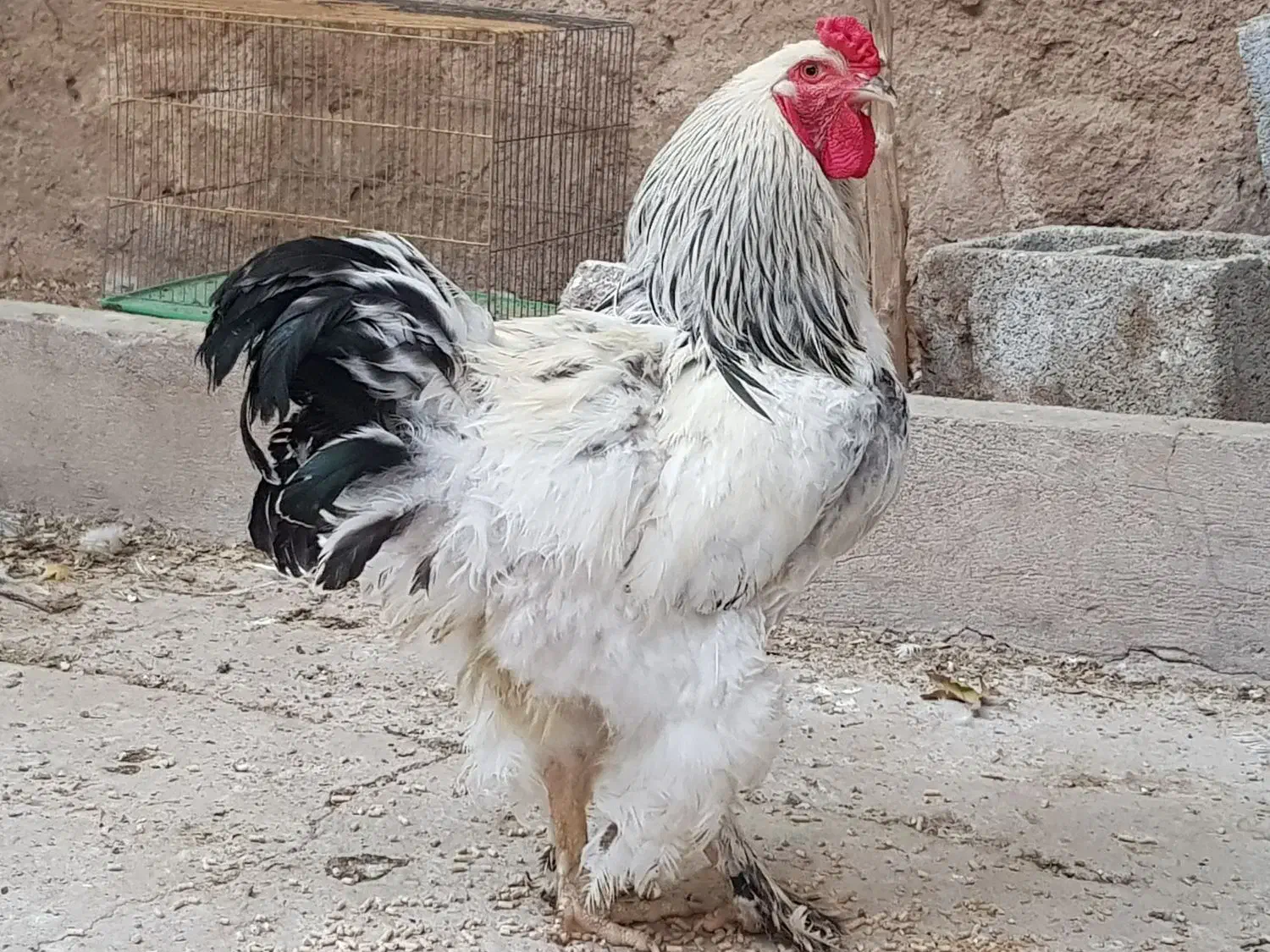 خروس برهما  اصل|حیوانات مزرعه|شیراز, دینکان|دیوار