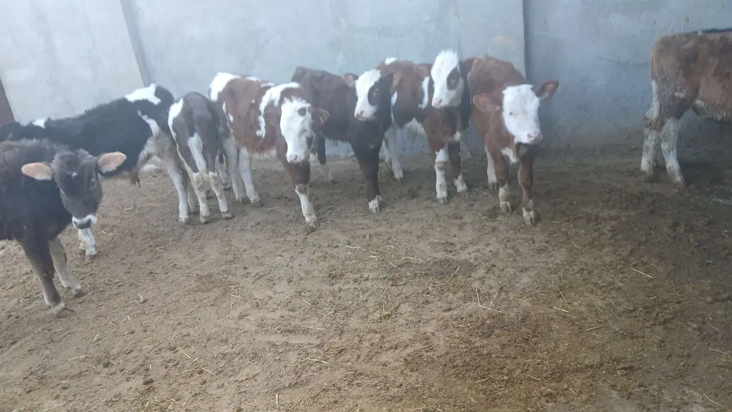 گوساله|حیوانات مزرعه|رامند, |دیوار