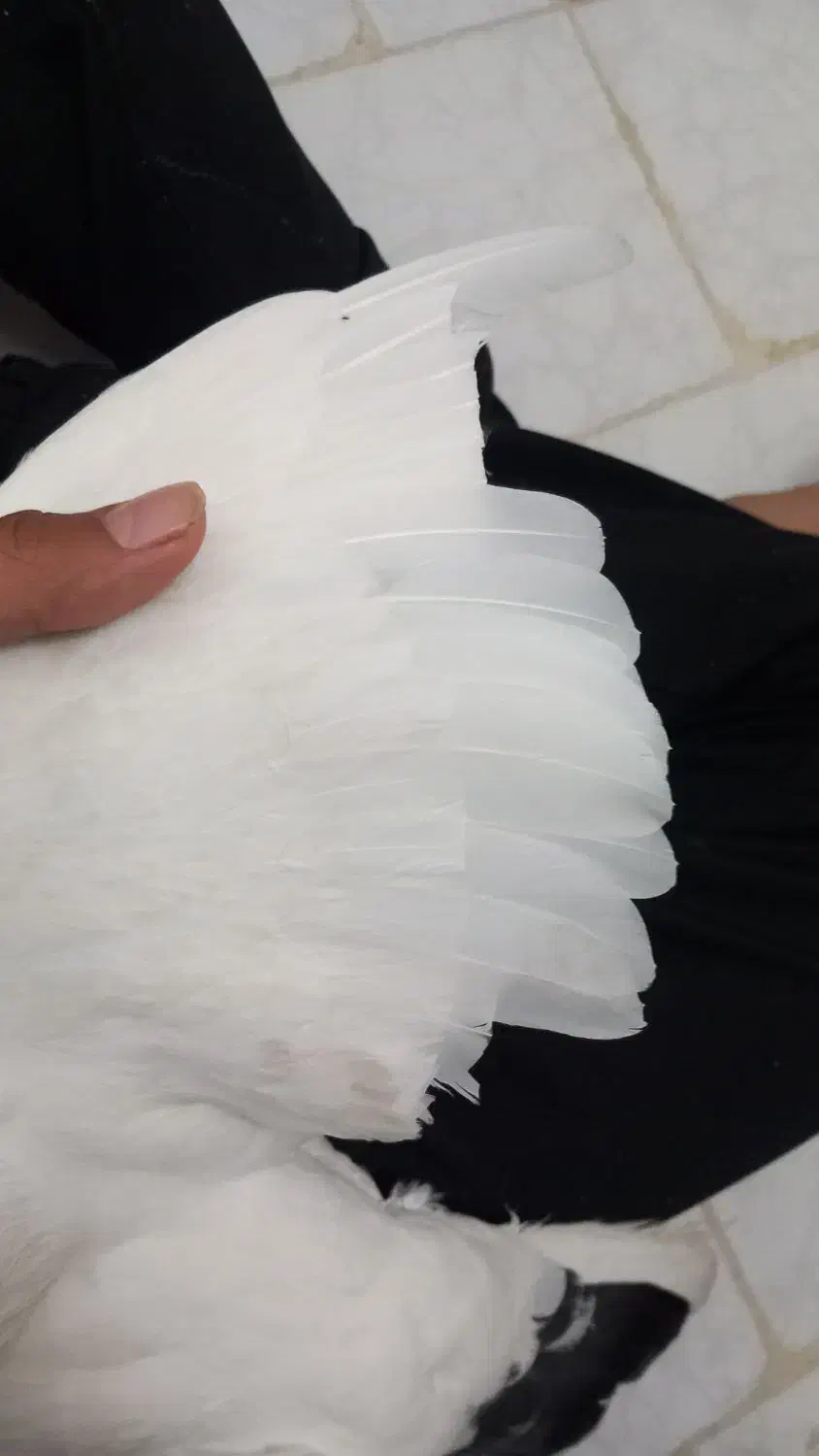 کبوتر|پرنده|مشهد, مشکینی (شهرک غرب)|دیوار