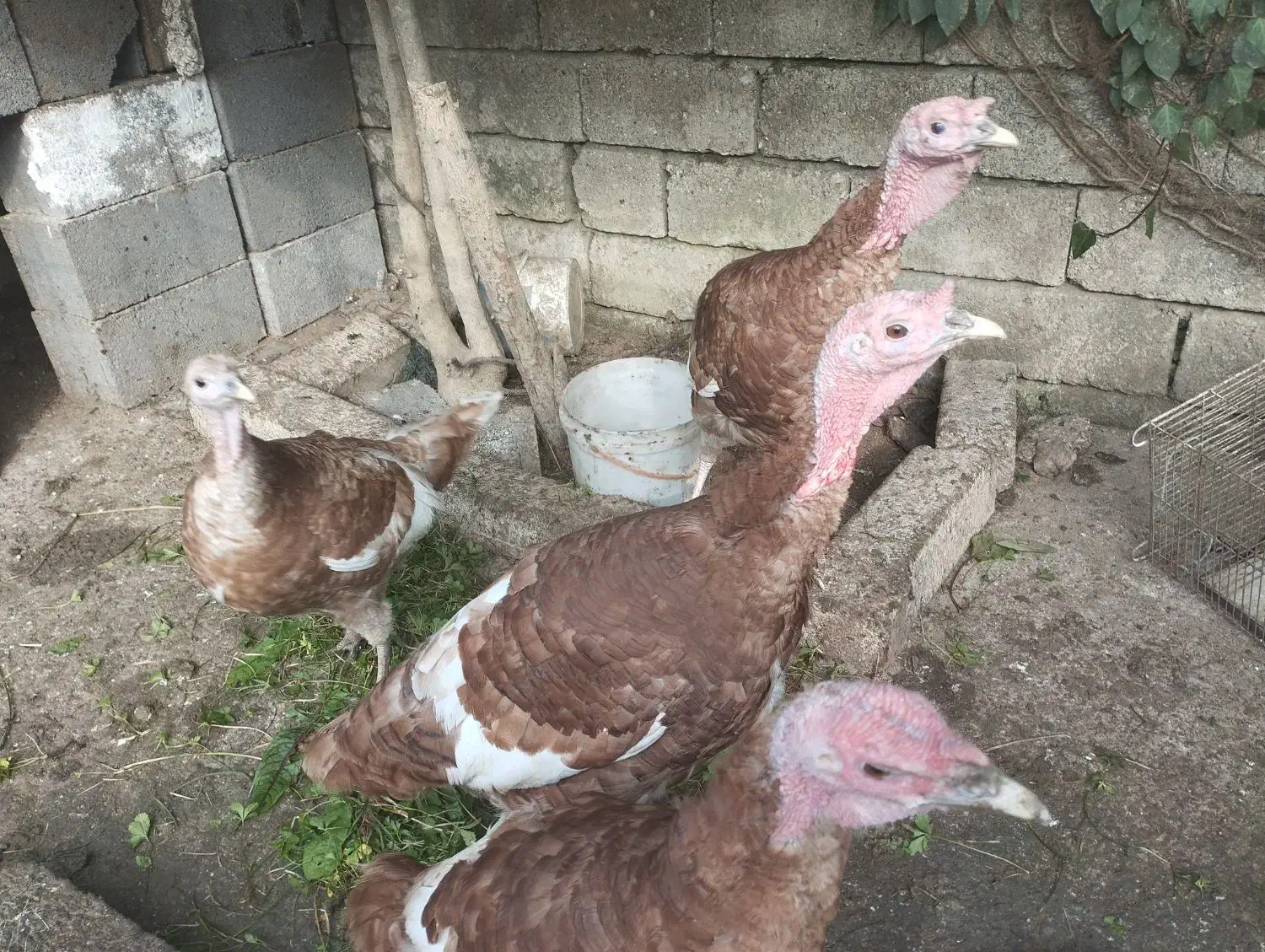 فروش چهار عدد بوقلمون بوربون|حیوانات مزرعه|رامسر, |دیوار