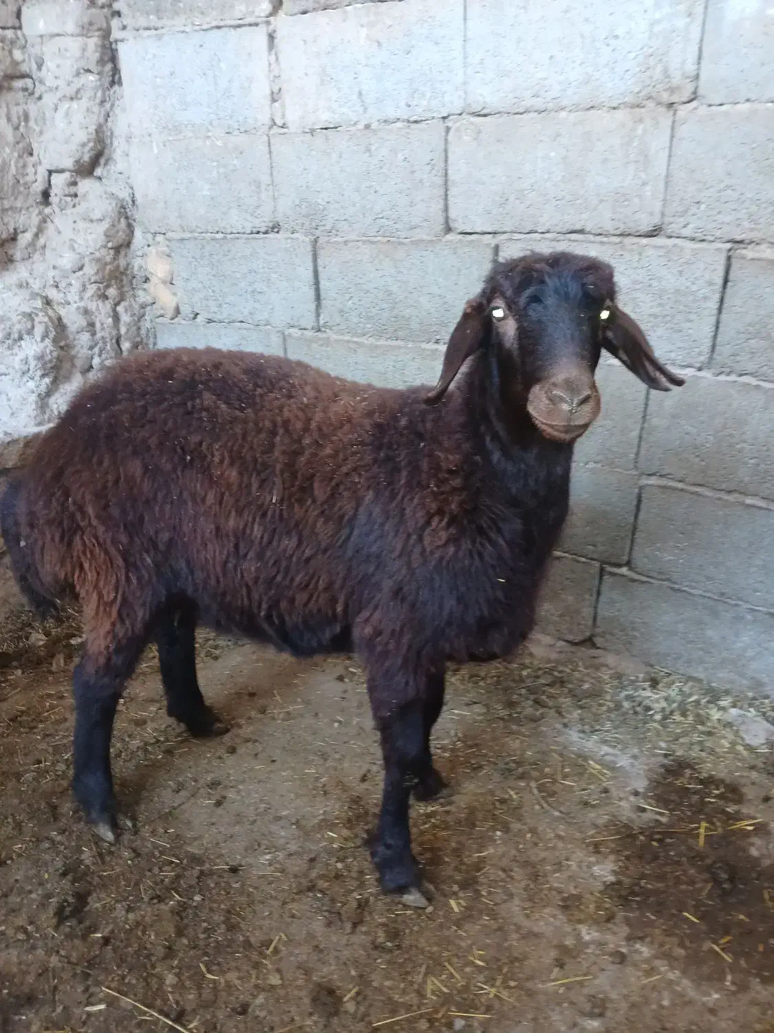 فروش بره چاق کشتاری نر وماده|حیوانات مزرعه|شاهرود, |دیوار