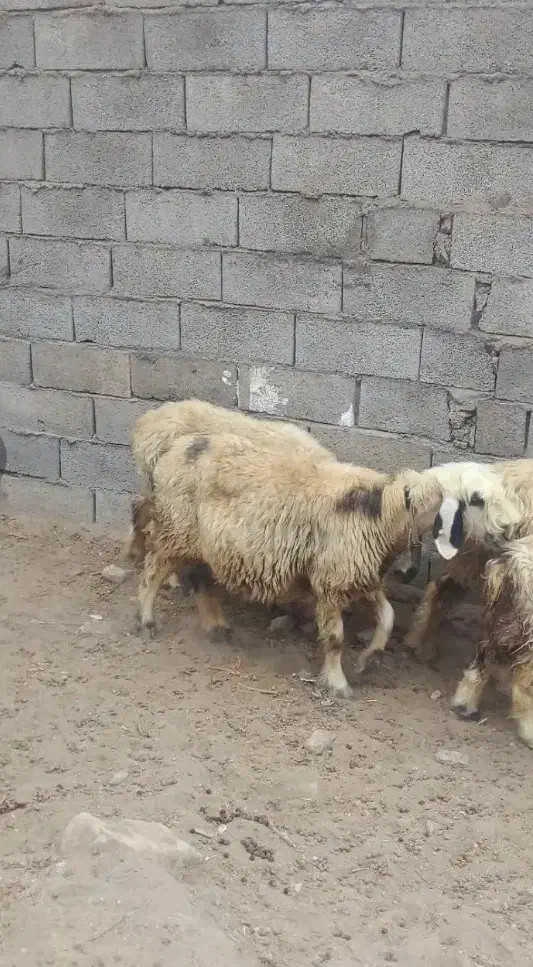 فروش فوری چند راس میش و ی بره ماده.قیمت توافقی|حیوانات مزرعه|مسجد سلیمان, |دیوار