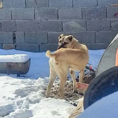 سگ نر|سگ|قوچان, |دیوار