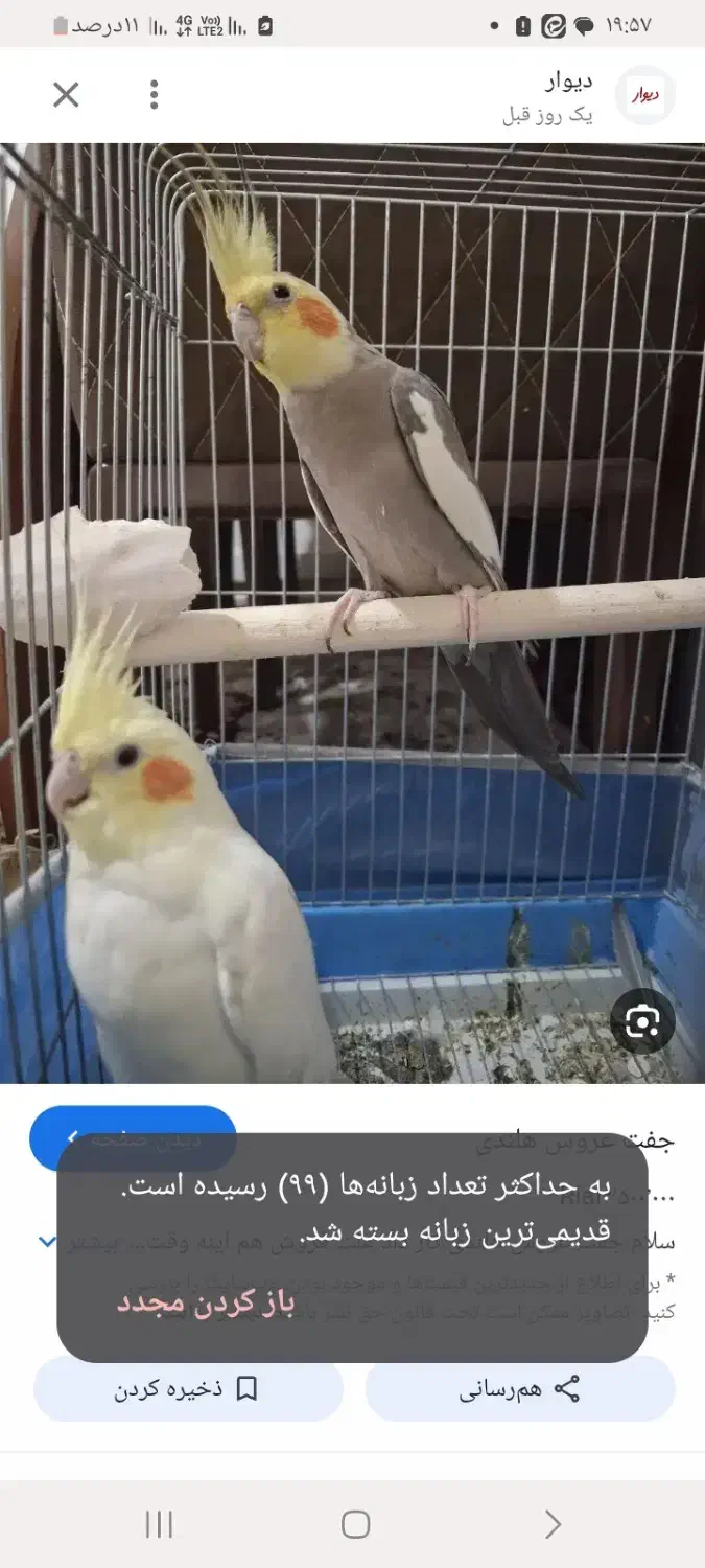 فروش دو عروس هلندی نرو ماده با قیمت مناسب|پرنده|ایرانشهر, |دیوار