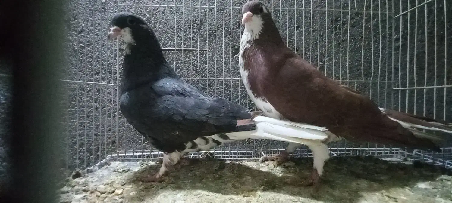 کفترجفتگاه وپرشی|پرنده|مشهد, شهید بصیر|دیوار