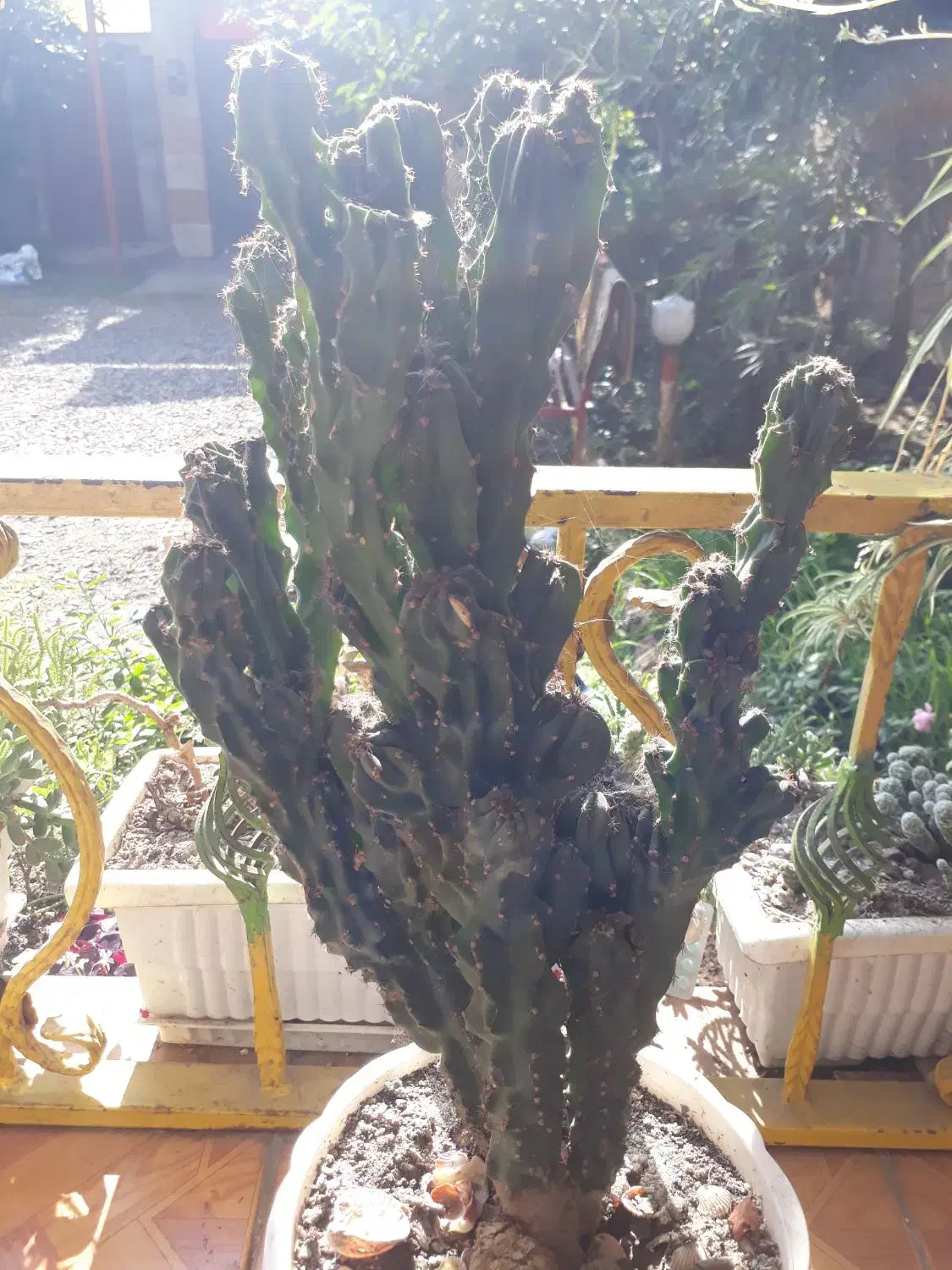 کاکتوس صخرهای|گل و گیاه طبیعی|سنگر, |دیوار