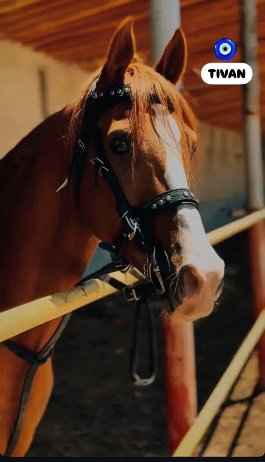 اسب|اسب و تجهیزات اسب‌سواری|مراغه, |دیوار