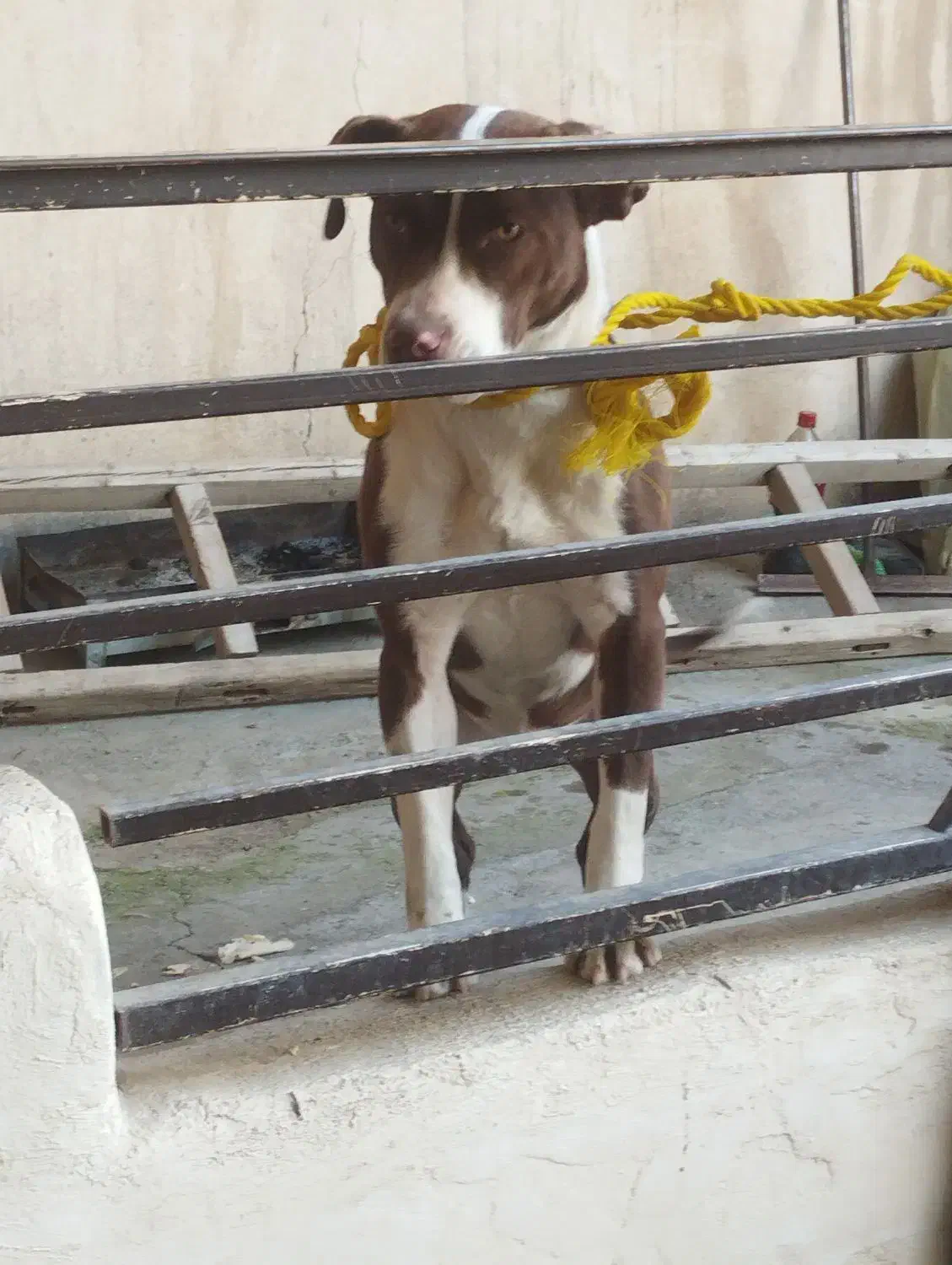 سگ .|سگ|کرمانشاه, |دیوار