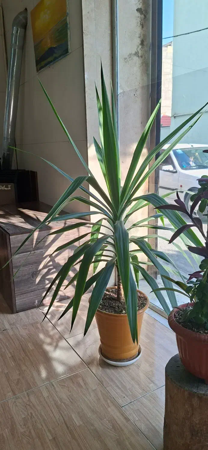 گل یوکا|گل و گیاه طبیعی|مشکیندشت, |دیوار