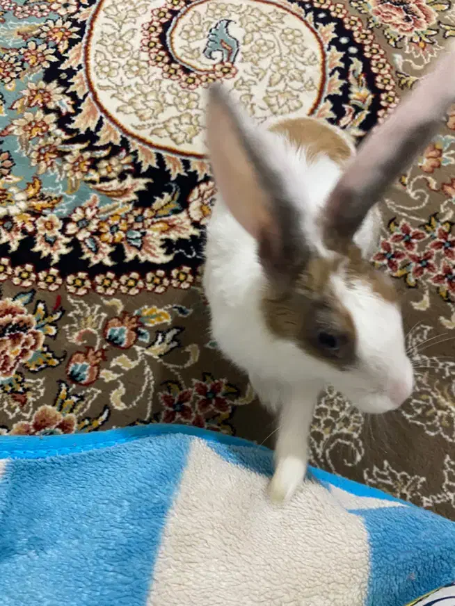 خرگوش|موش و خرگوش|تربت‌حیدریه, قائم|دیوار