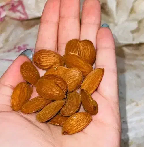 فروش بادام سنگی عمده|خوردنی و آشامیدنی|شیراز, عادل آباد|دیوار