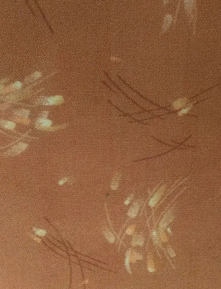 موکت ۶ متری|موکت|شاهرود, |دیوار