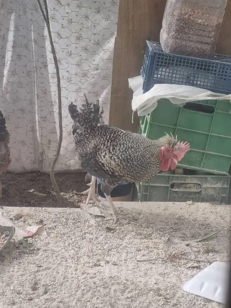 خروس|حیوانات مزرعه|شیراز, شاه قلی بیگی|دیوار