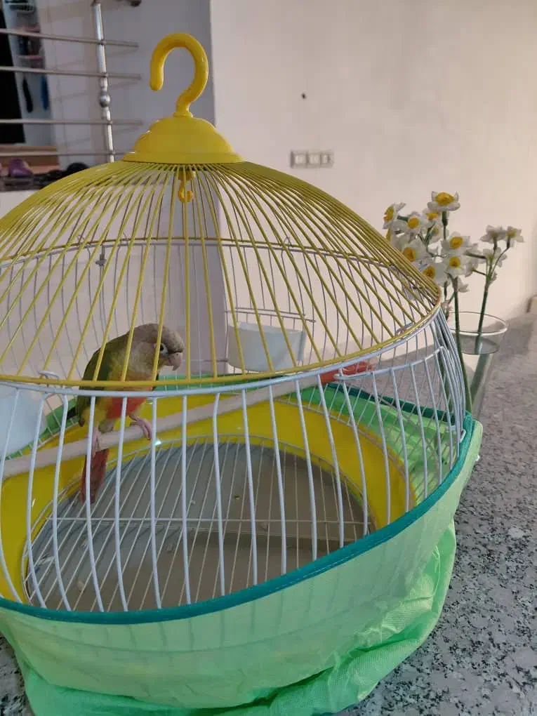 گرینچیک آناناسی نر،استهبان|پرنده|استهبان, |دیوار