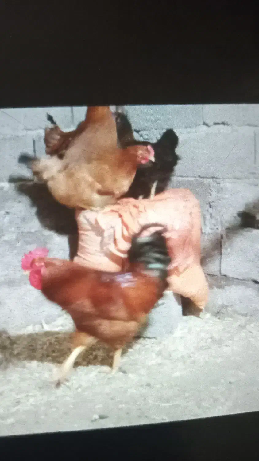 مرغ وخروس محلی ارگانیک|حیوانات مزرعه|لنگرود, |دیوار