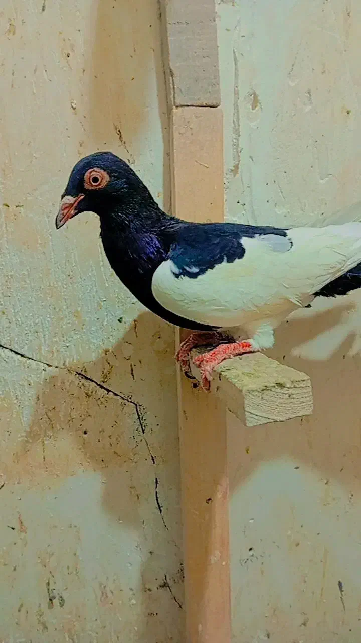 کفتر|پرنده|تربت‌حیدریه, ده پائین|دیوار