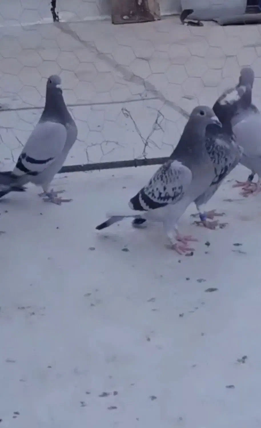 جوجه پلاکی|پرنده|اهواز, امانیه|دیوار