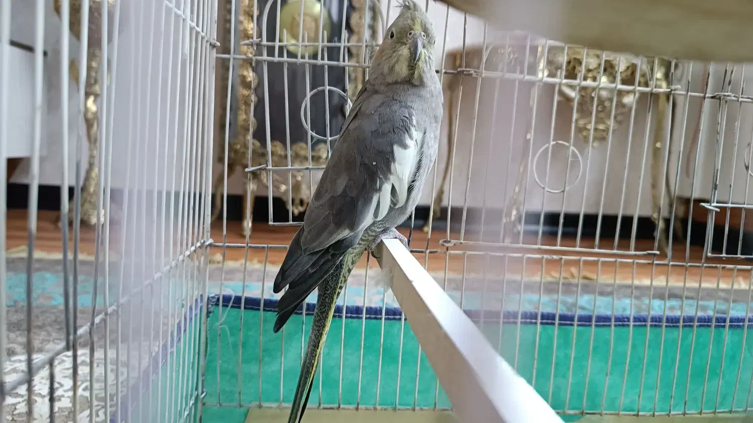 عروس هلندی نر|پرنده|قروه, |دیوار