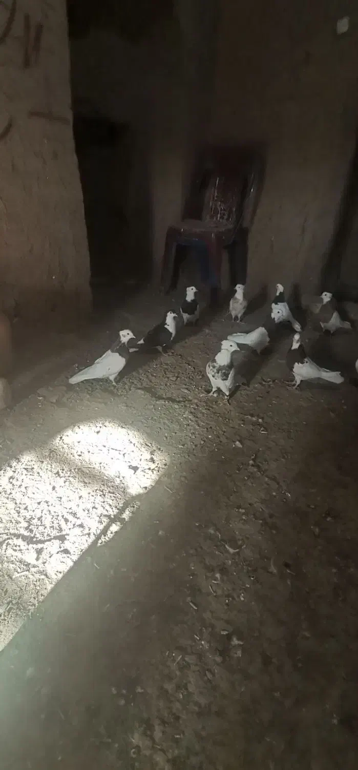 کفتر|پرنده|سبزوار, شهرک ابوذر|دیوار