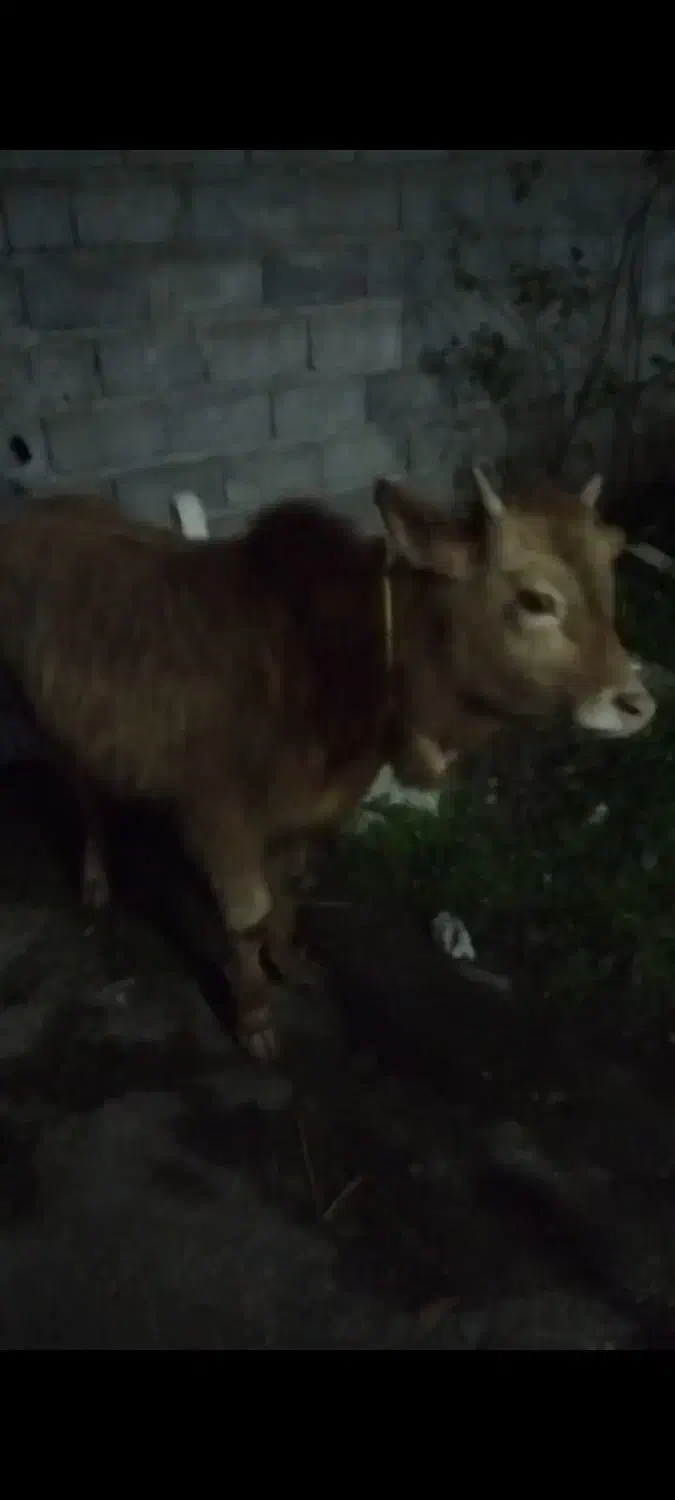 یک عدد ورزا|حیوانات مزرعه|رشت, توشیبا|دیوار