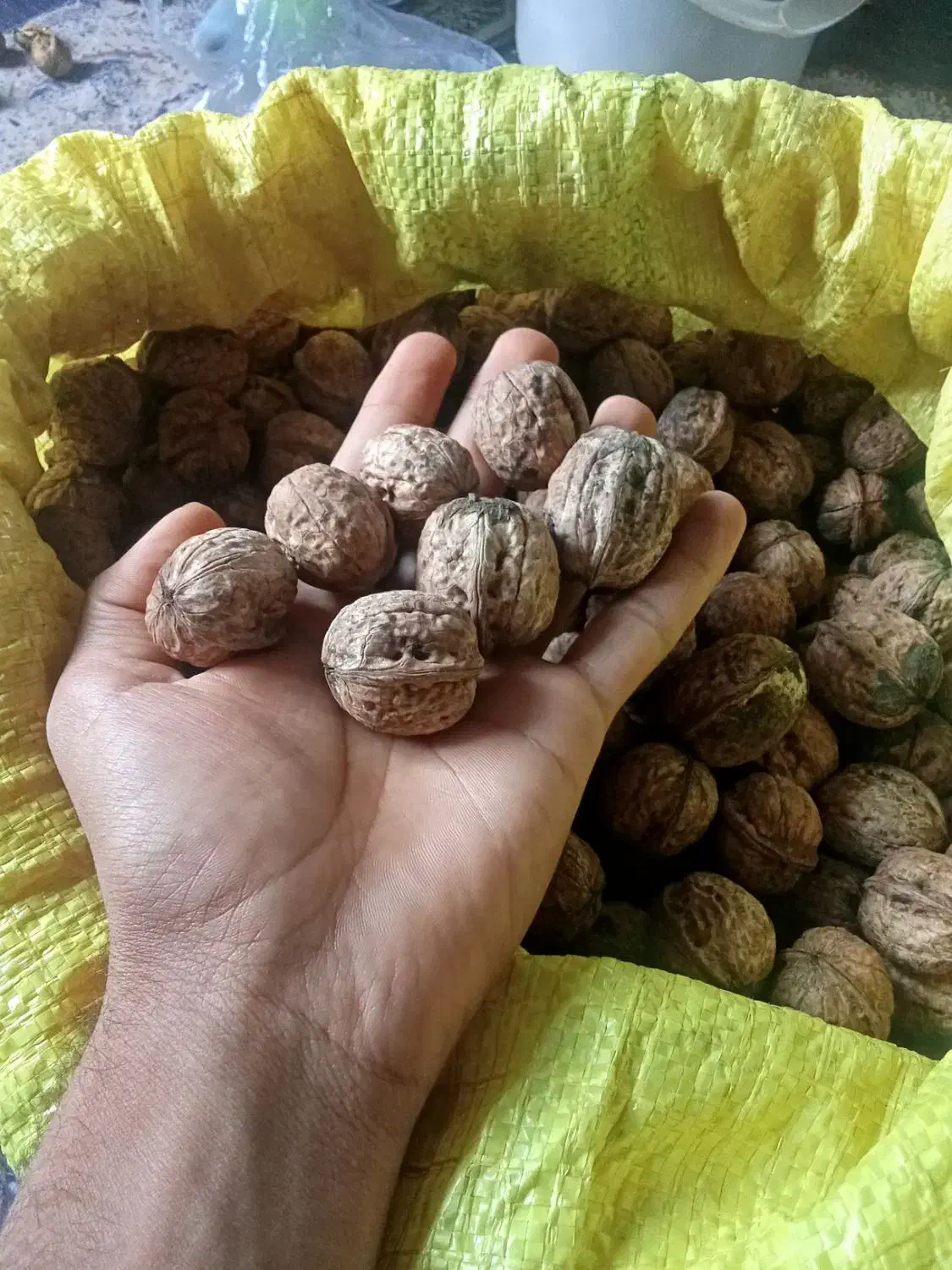 گردو جنگلی|خوردنی و آشامیدنی|دوزین, |دیوار