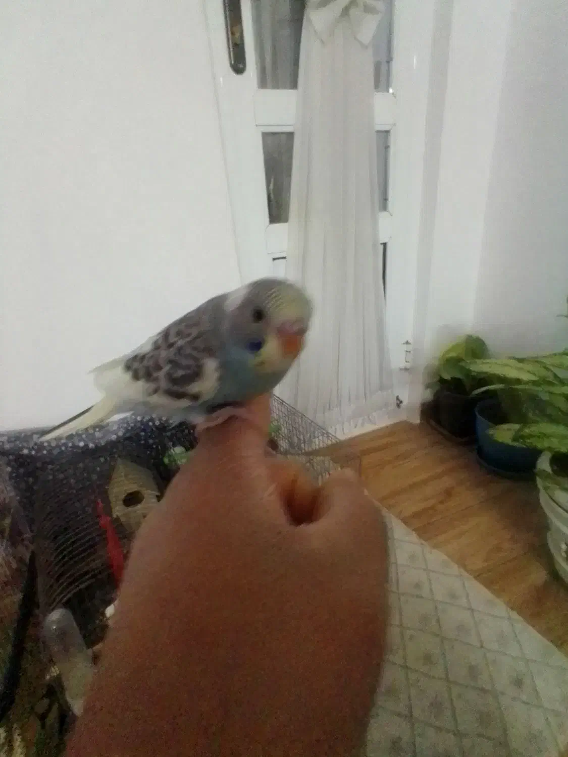 مرغ عشق دوماهه نیمه|پرنده|لنگرود, |دیوار