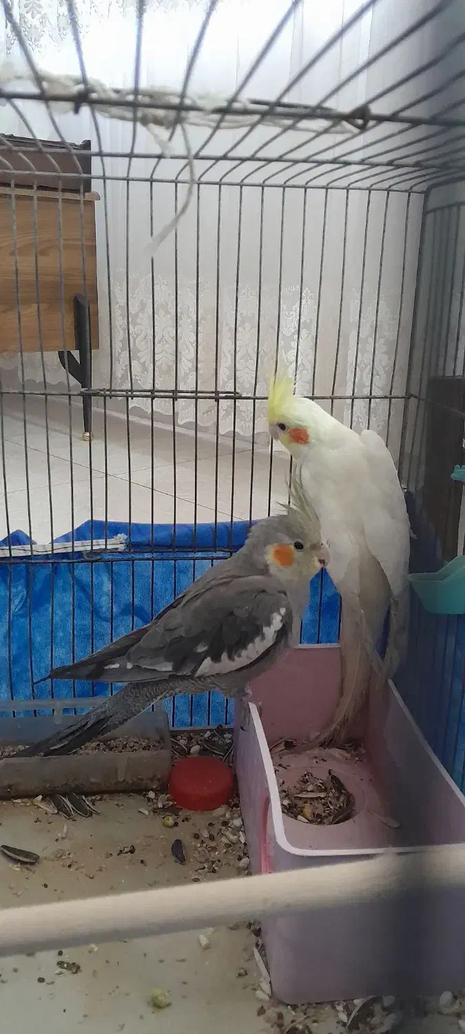 عروس هلندی جفت نرچهار ماهه ویکی هم ماده|پرنده|مرودشت, بهارستان|دیوار