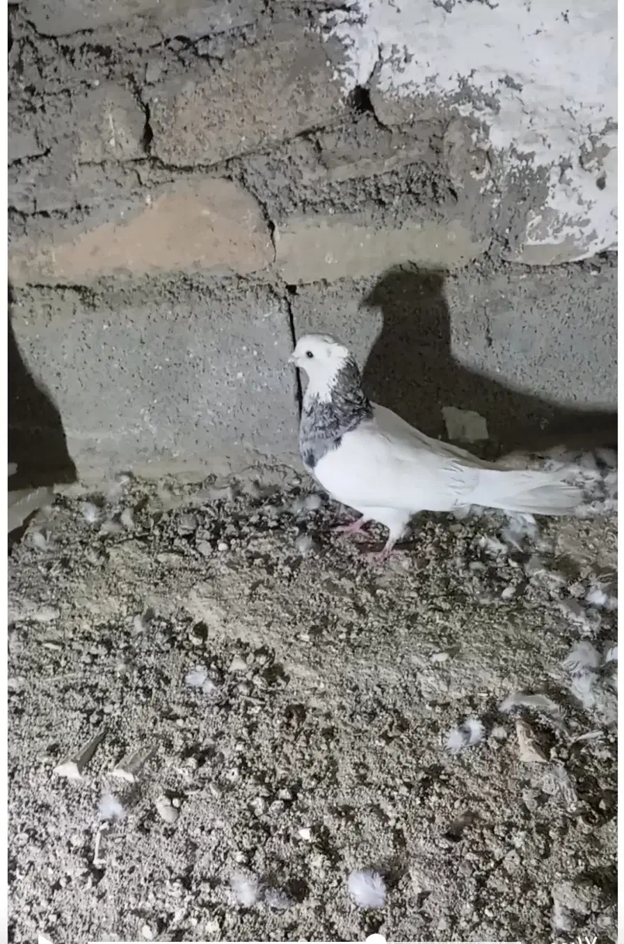 طوق الماسی|پرنده|دهدشت, |دیوار