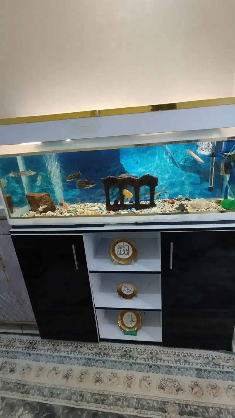 آکواریوم سالم|ماهی|نسیم‌شهر, |دیوار