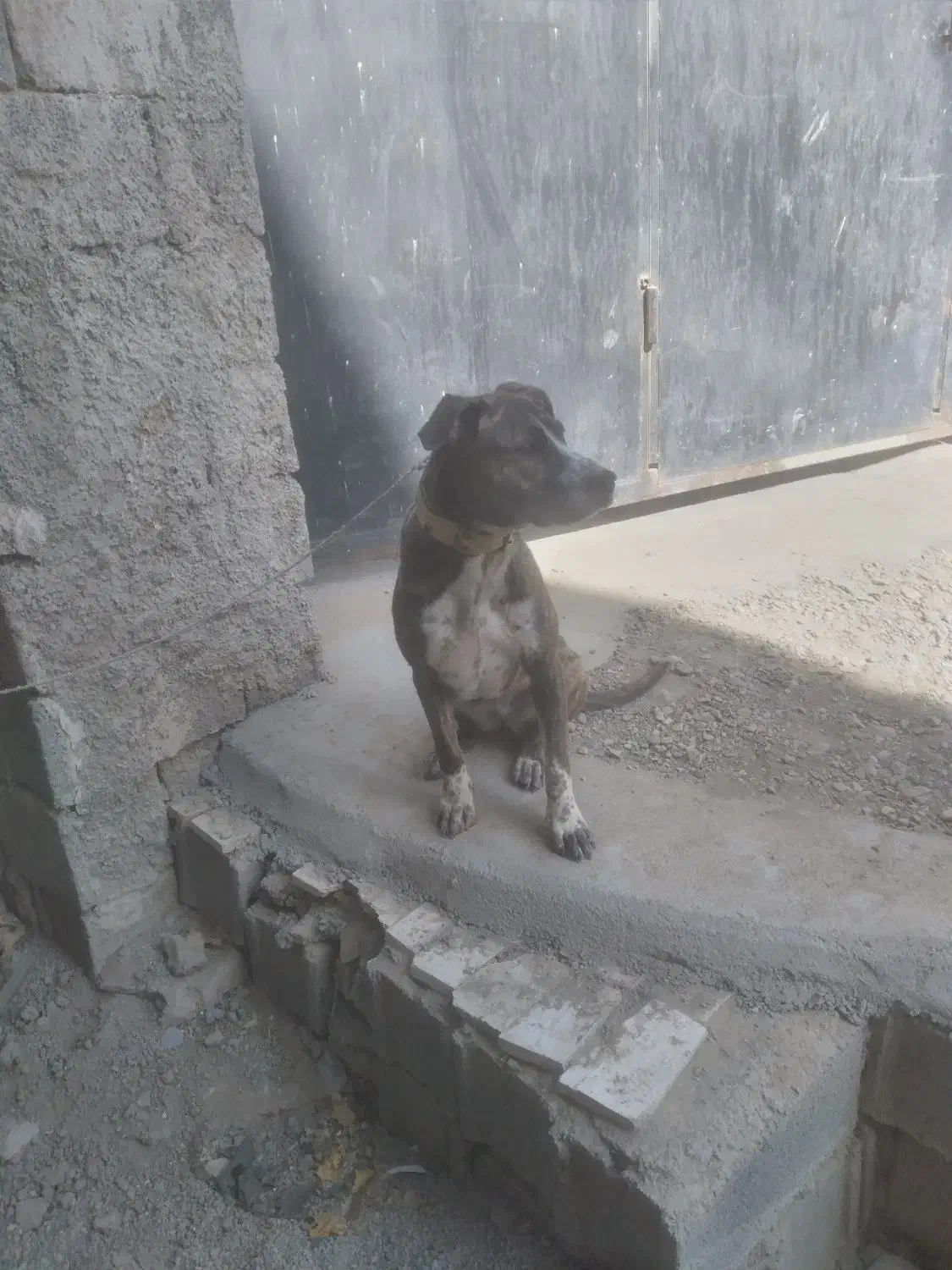 ماده سگ دورگ|سگ|کرج, کمال‌شهر|دیوار