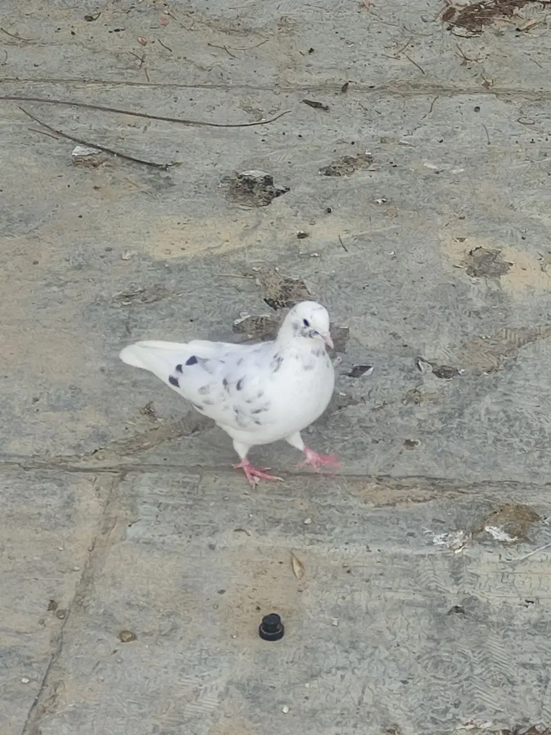 گمشده خیابان نهضت هفت تیر|پرنده|کوهدشت, |دیوار