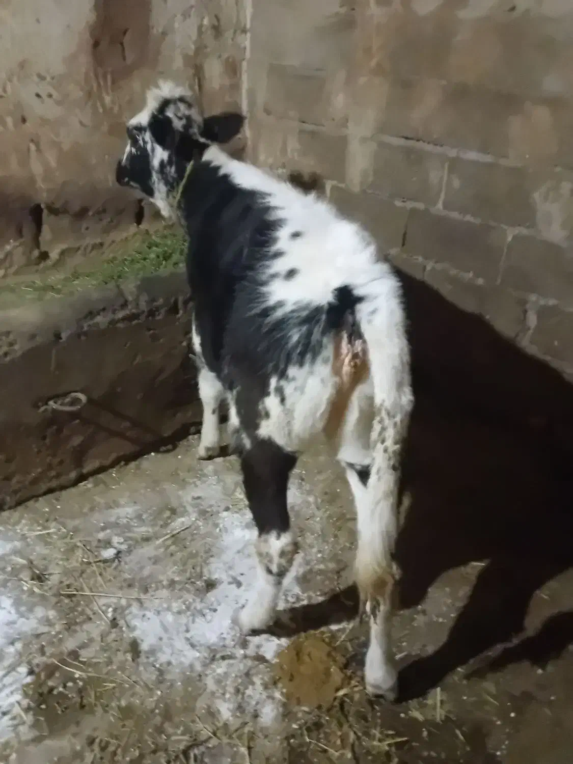 ماده گوشت|حیوانات مزرعه|خواجه, |دیوار