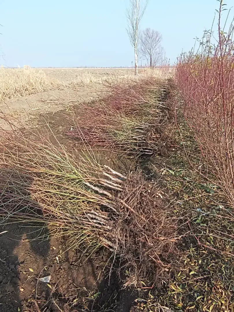 نهالستان دشت سبز|گل و گیاه طبیعی|تیران, |دیوار