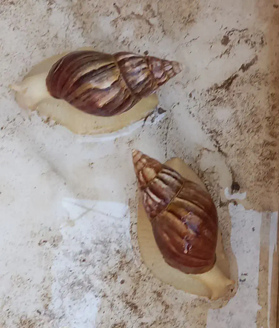 حلزون(توافقی)|خزنده|کاشان, نوش آباد|دیوار