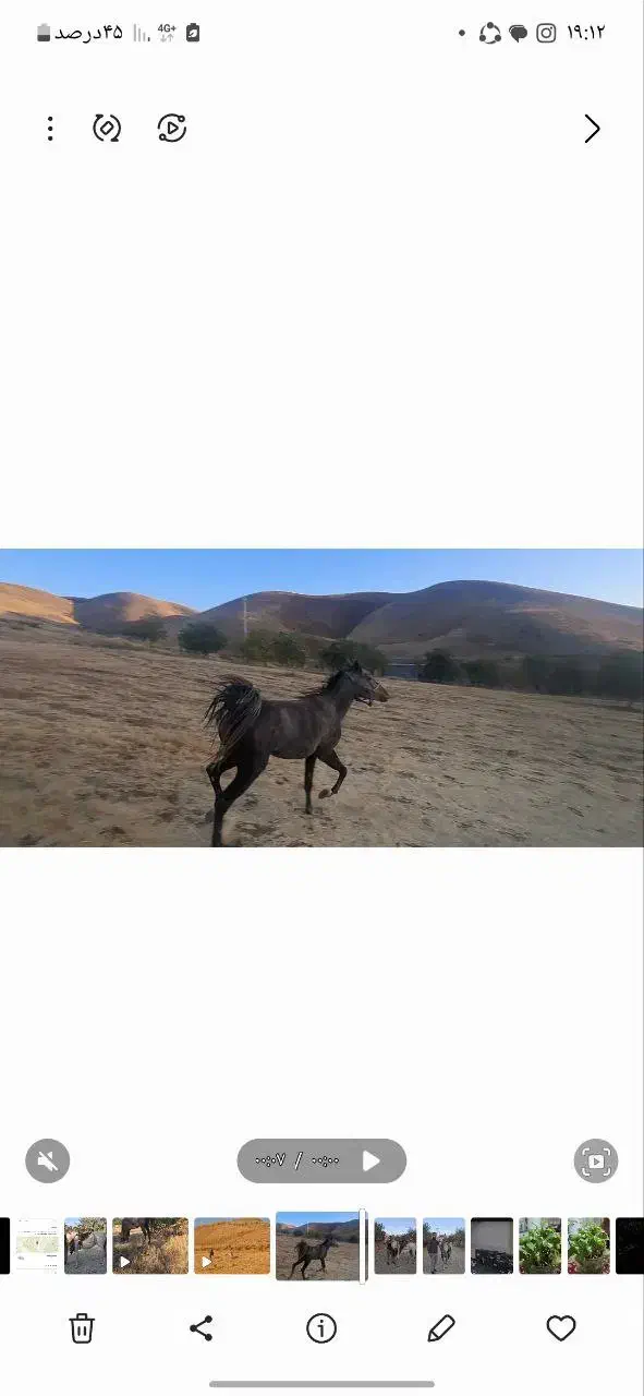 ۲تا مادیان|اسب و تجهیزات اسبسواری|سنندج, |دیوار