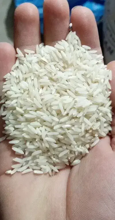 برنج هاشمی کوجنق درجه 1|خوردنی و آشامیدنی|مشگین شهر, |دیوار