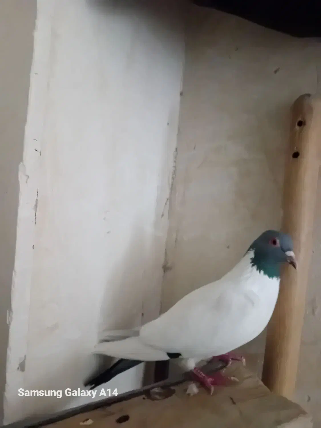 کبوتر ماده|پرنده|اردبیل, |دیوار