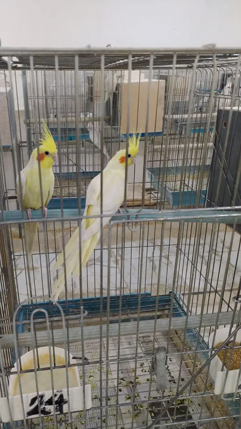 سالن پرنده|پرنده|آران و بیدگل, |دیوار