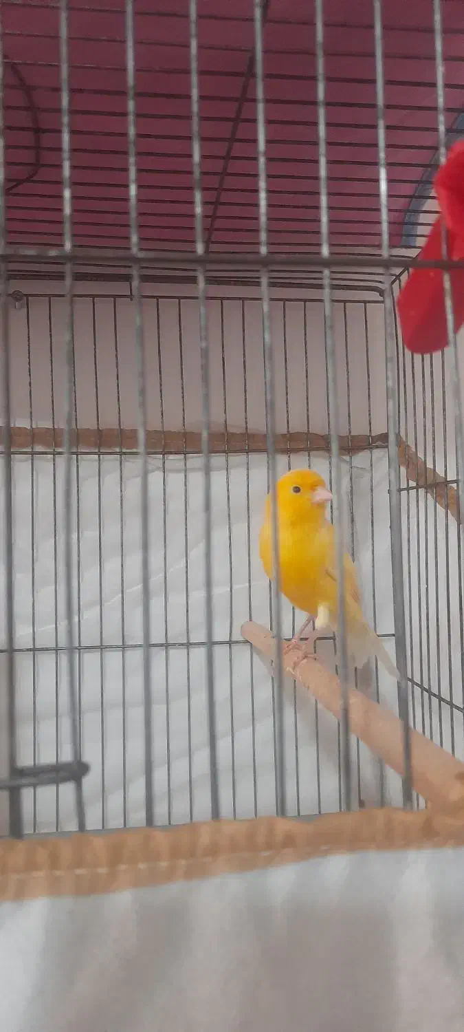 قناری نر|پرنده|قزوین, |دیوار