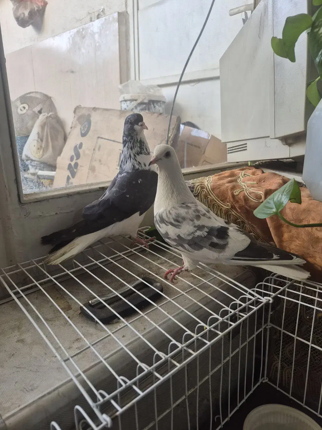 گلین وشویدی نروماده|پرنده|خمینی‌شهر, |دیوار