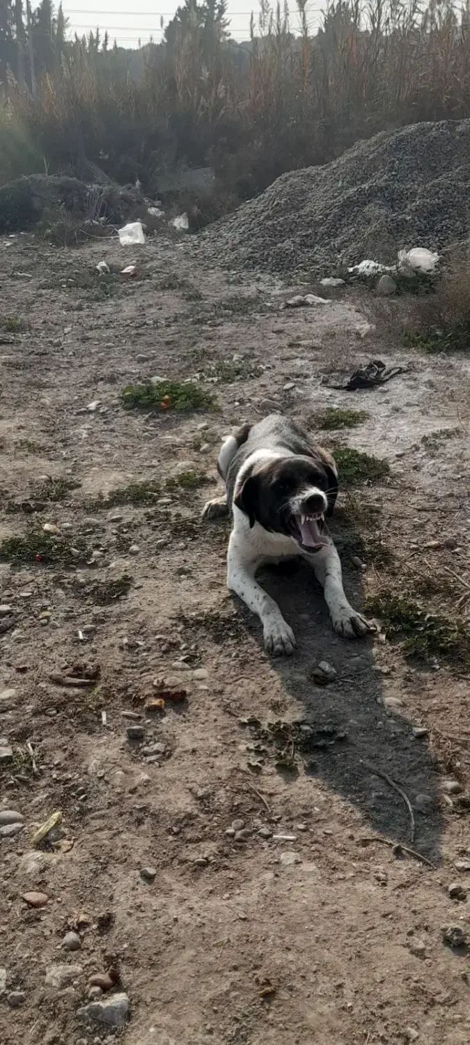 چند تا بچه سگ|سگ|پارس‌آباد, |دیوار