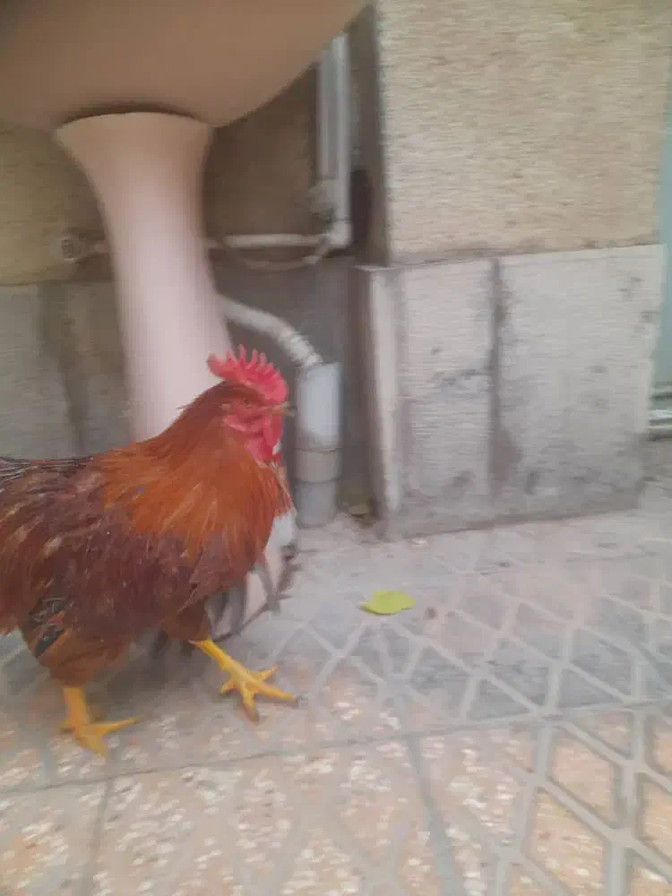 خروس|حیوانات مزرعه|تهران, افسریه جنوبی|دیوار